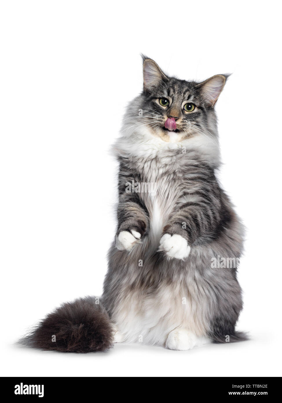Adorable young Norwegian Forestcat, sitting on hind paws facing front. Looking curious at lens. Isolated on white background. Sticking out tongue. Stock Photo