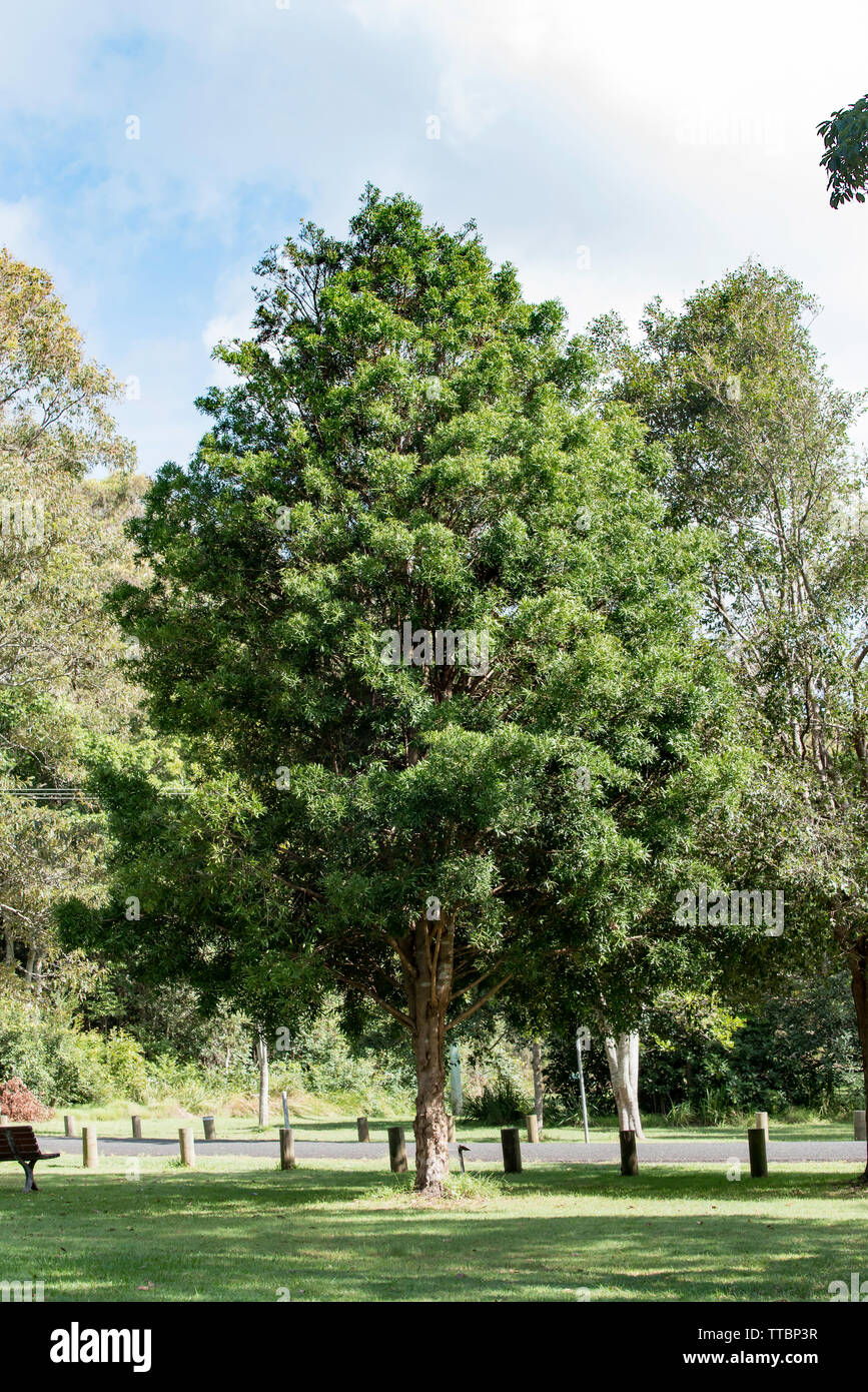 An Australian Plum Pine tree (Podocarpus elatus) in a park on the mid north coast of New South Wales, Australia Stock Photo