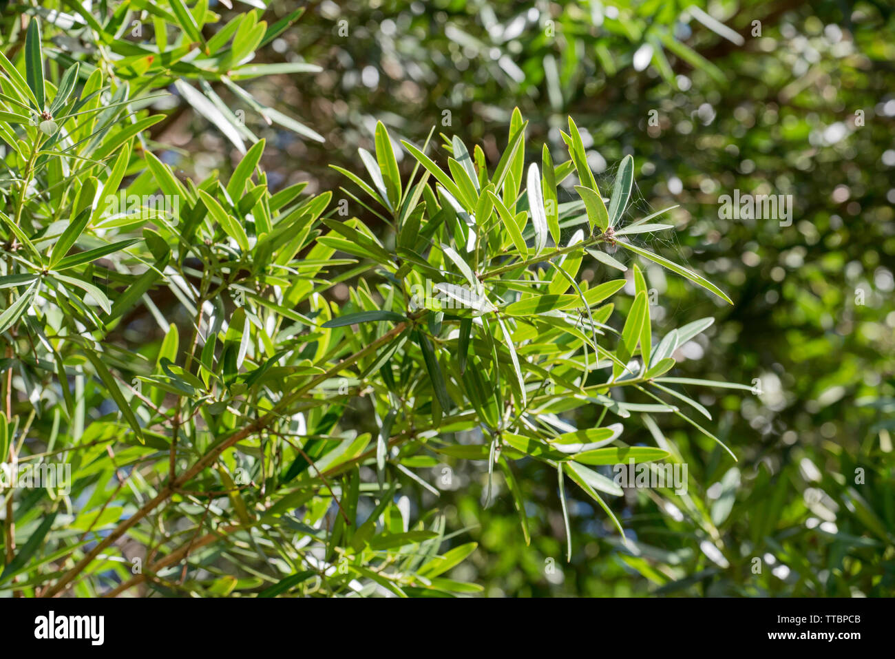 An Australian Plum Pine tree (Podocarpus elatus) in a park on the mid north coast of New South Wales, Australia Stock Photo