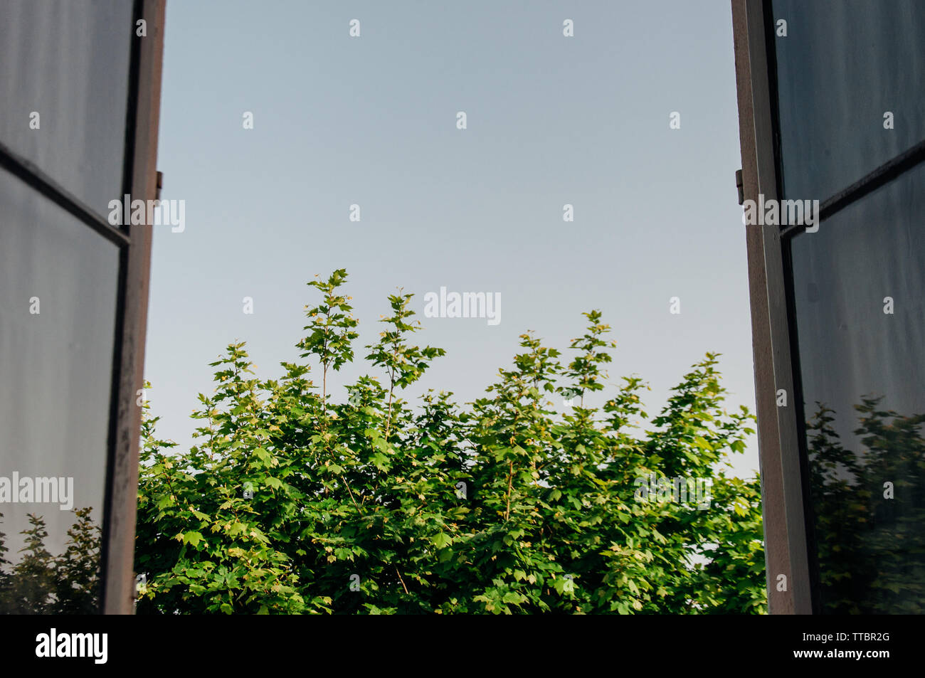 Open window framing a tree Stock Photo - Alamy