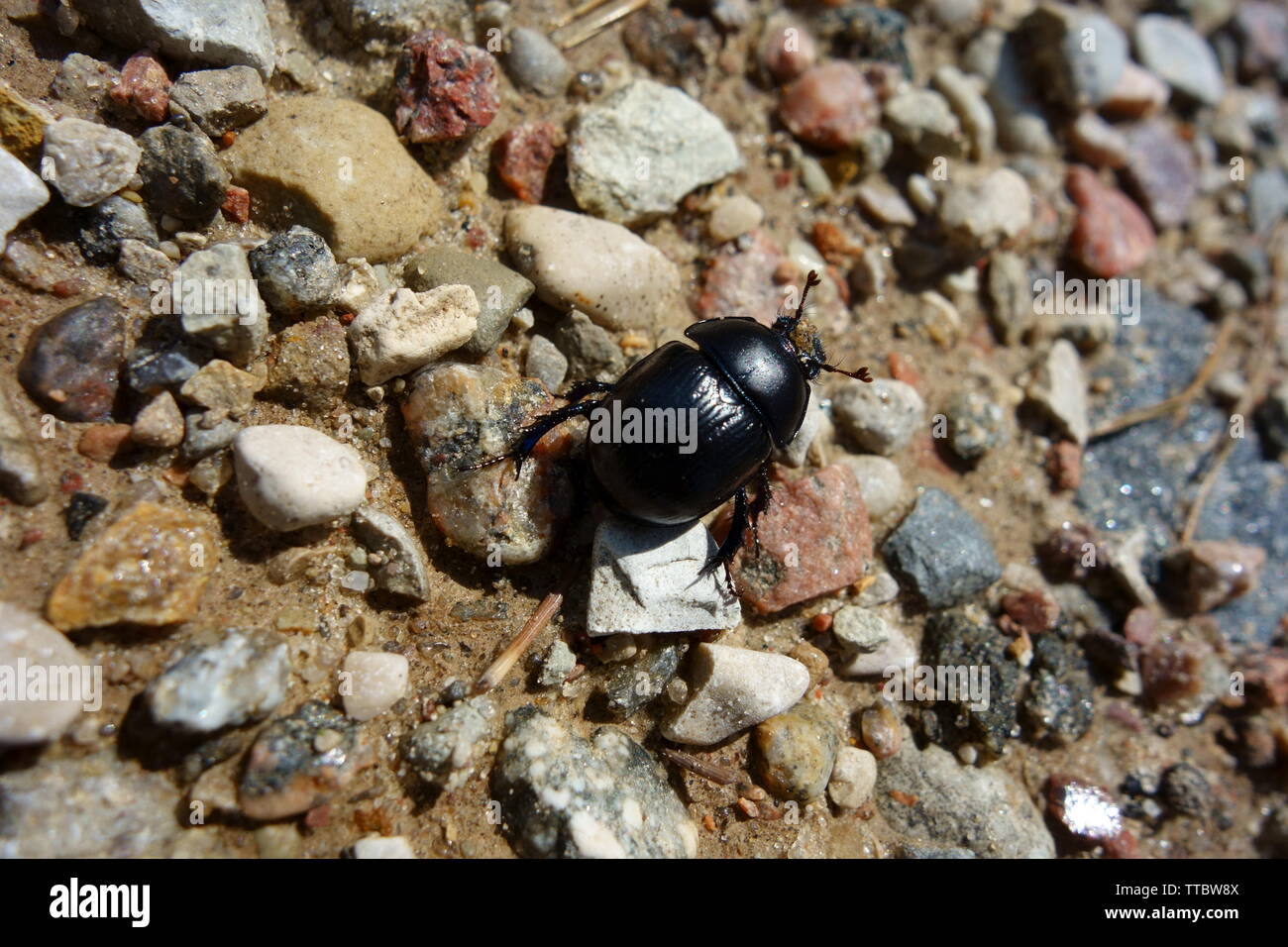 Dor beetle on the gravel path, closeup Stock Photo