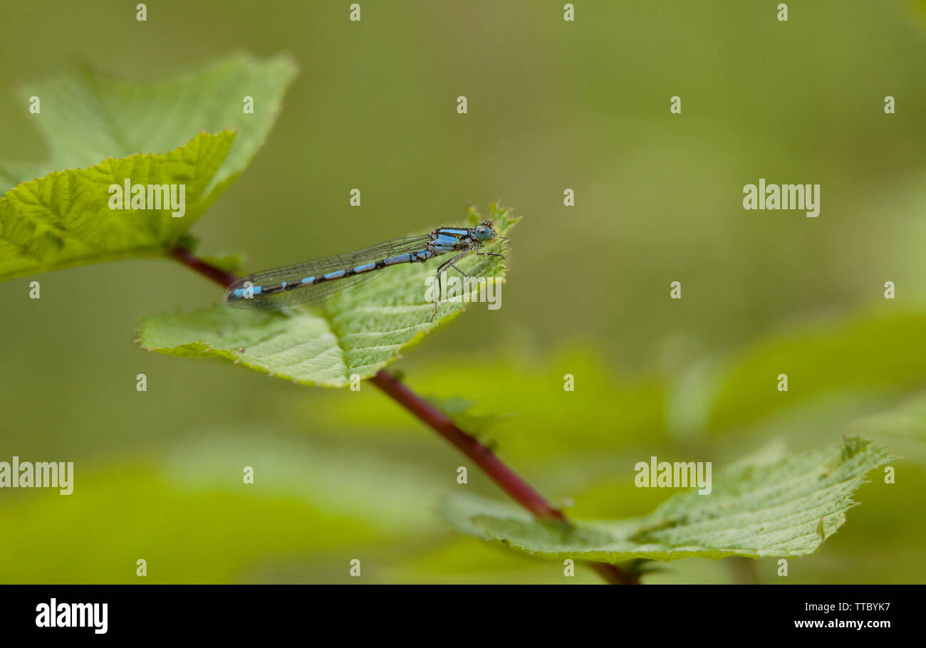 Common Blue Damselfly Stock Photo - Alamy