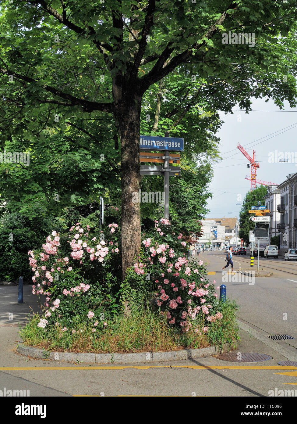 Strauchrosen auf Baumscheibe in der Stadt Zürich Stock Photo