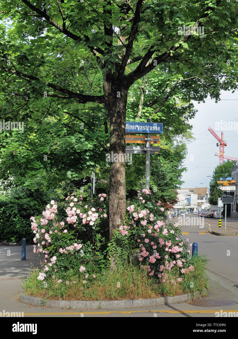 Strauchrosen auf Baumscheibe in der Stadt Zürich Stock Photo