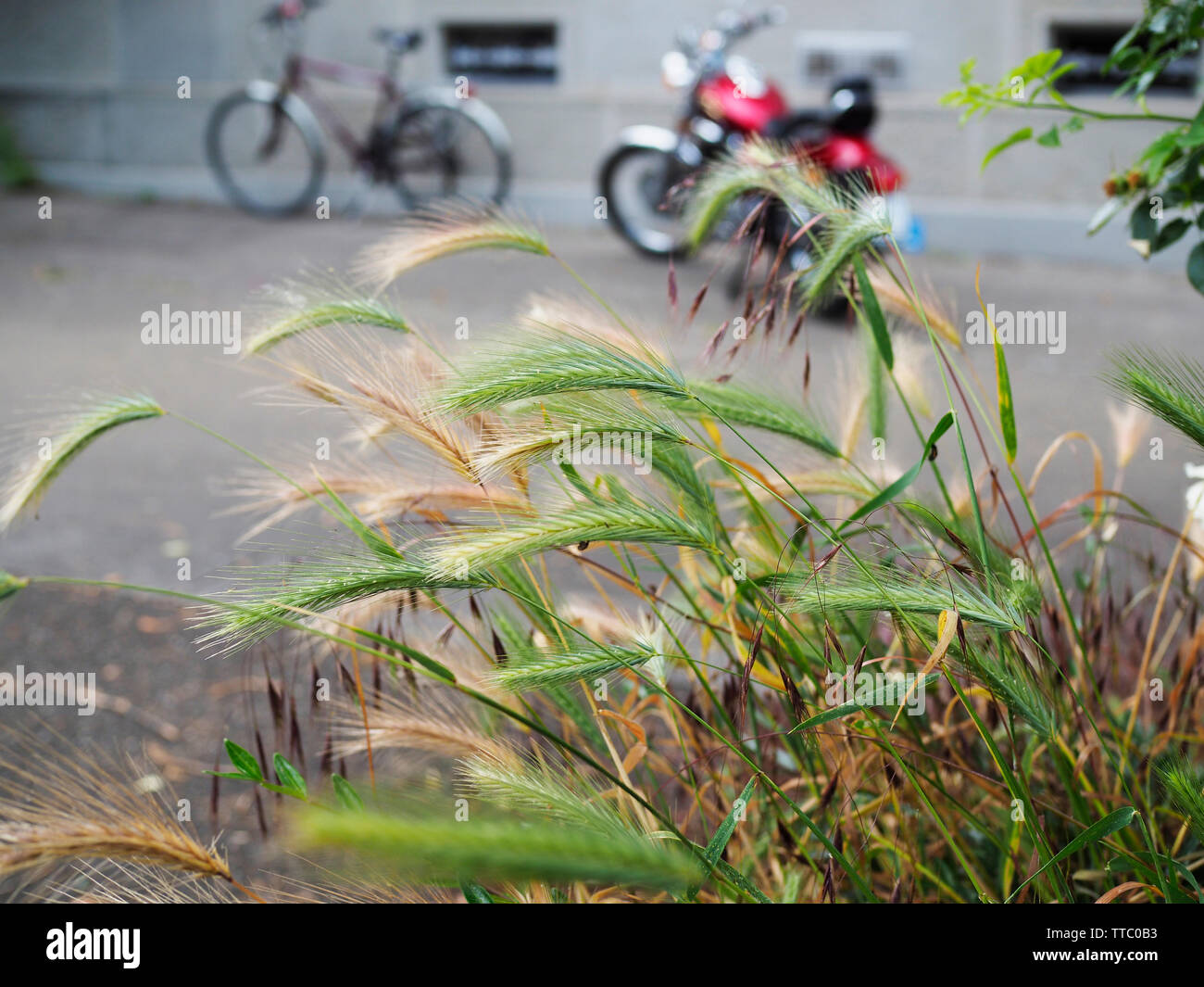 Mäusegerste (Hordeum murinum) auf Baumteller in der Stadt Zürich Stock Photo