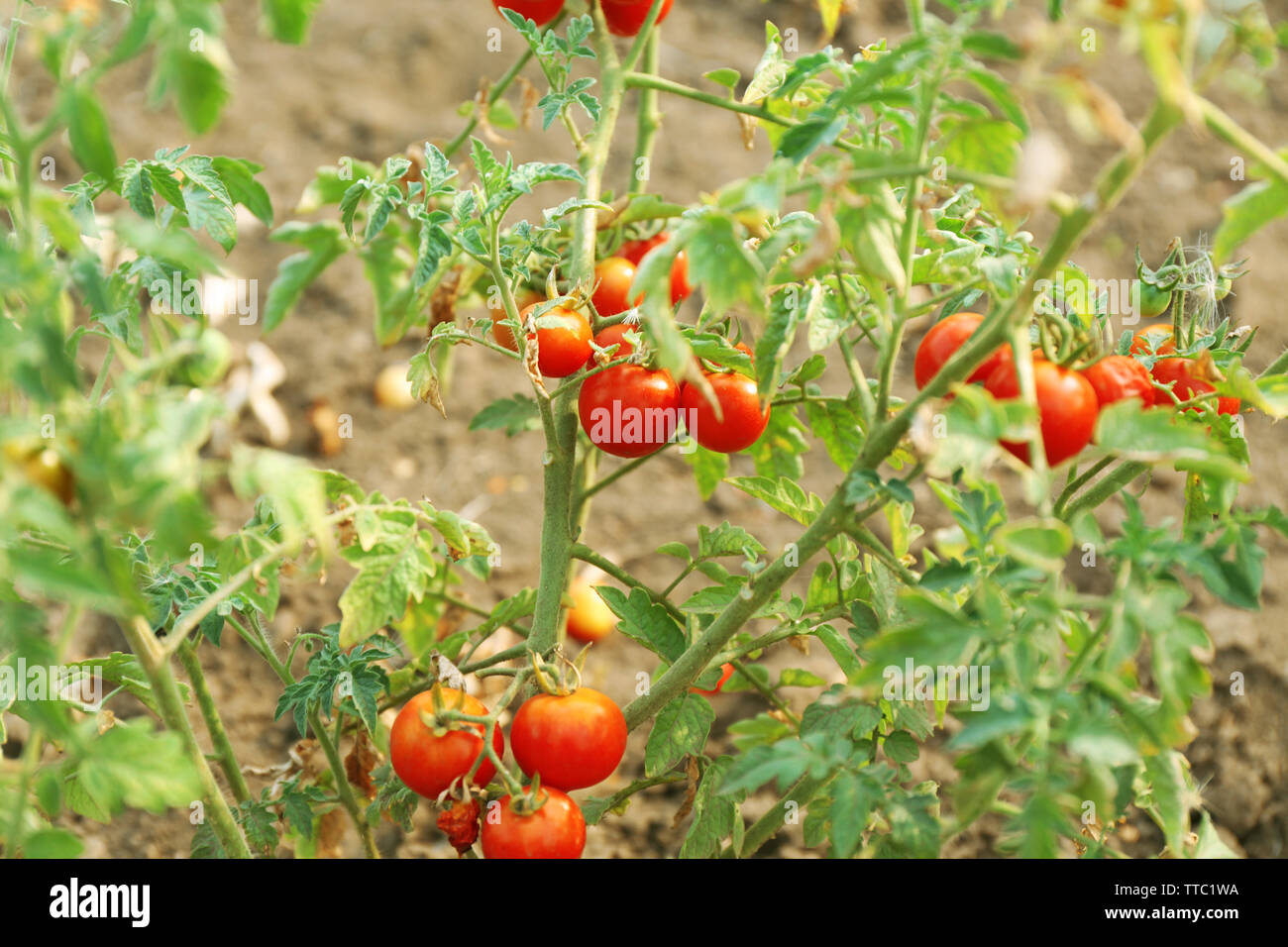 Bushes of red tomatoes ready to pick in the garden outdoors Stock Photo Alamy