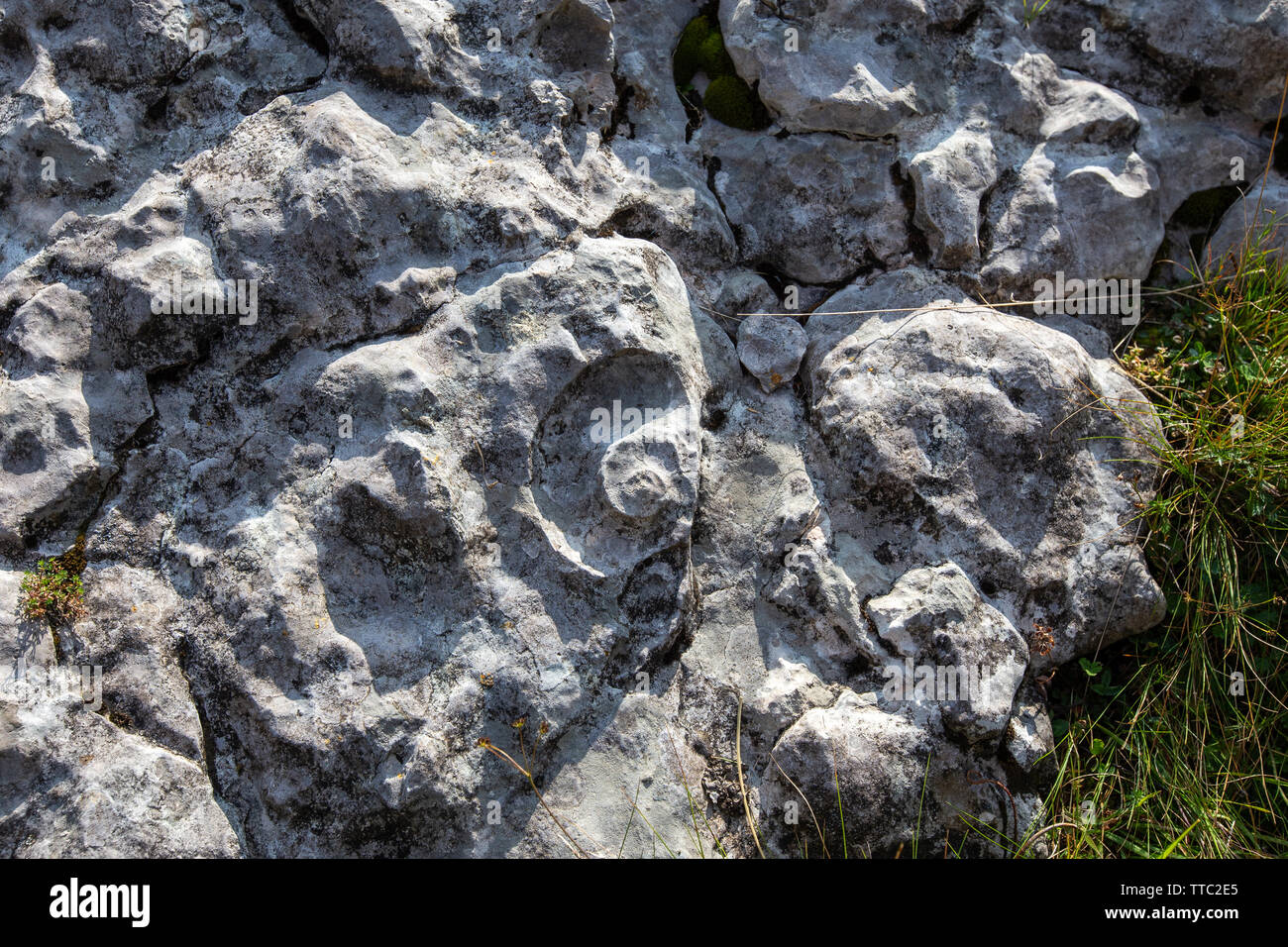 Fossil imprint of ammonite shell. Limestone rock. Asiago mountain plateau. Veneto, Italy, Europe. Stock Photo