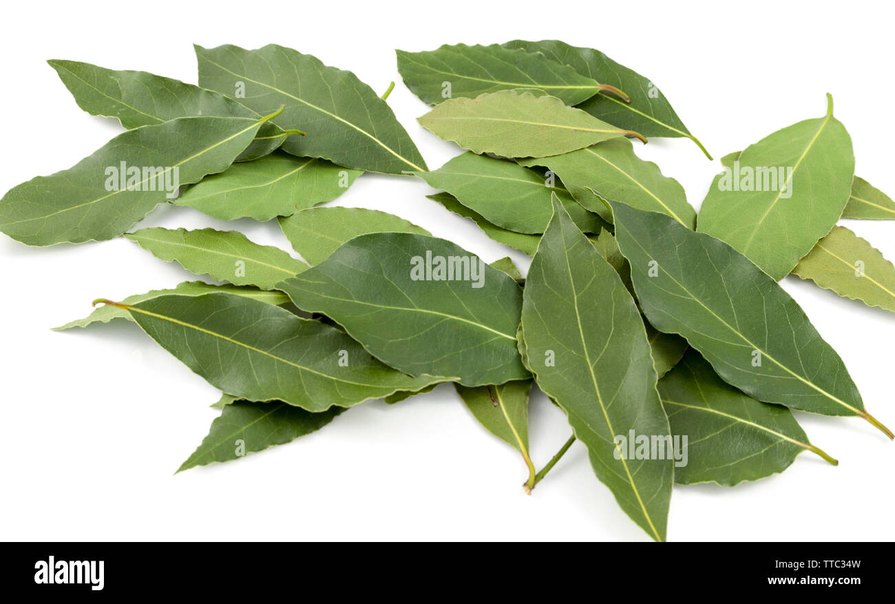 fresh laurel leaves on top of a white background. Stock Photo