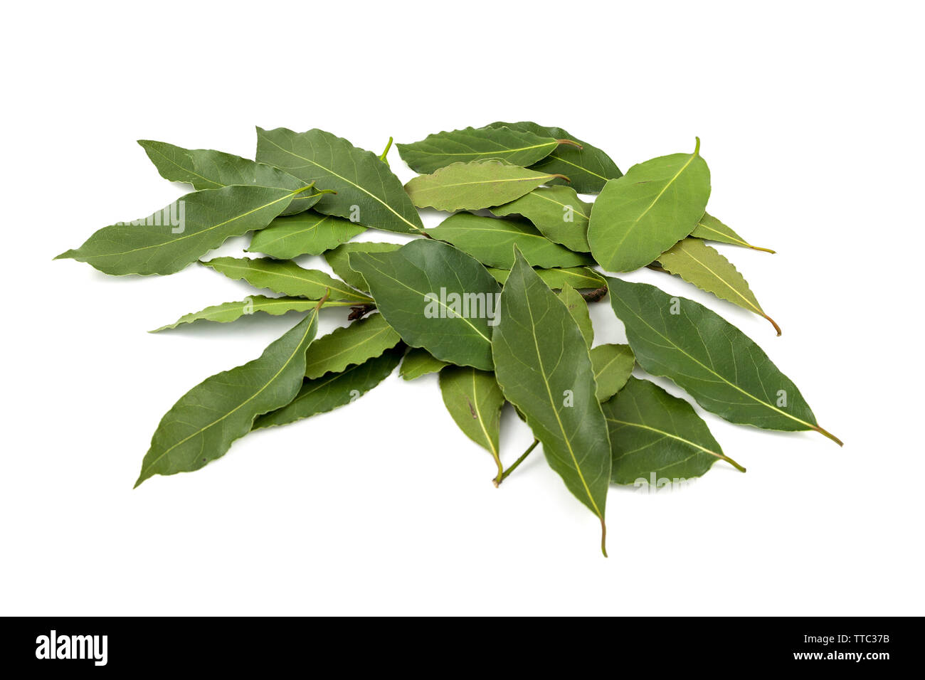 fresh laurel leaves on top of a white background. Stock Photo