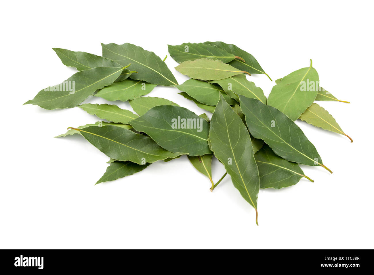 fresh laurel leaves on top of a white background. Stock Photo