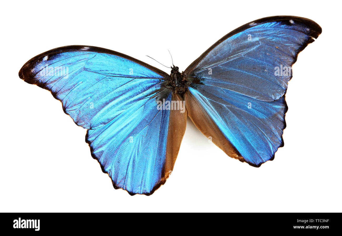 Colorful butterfly isolated on white Stock Photo - Alamy