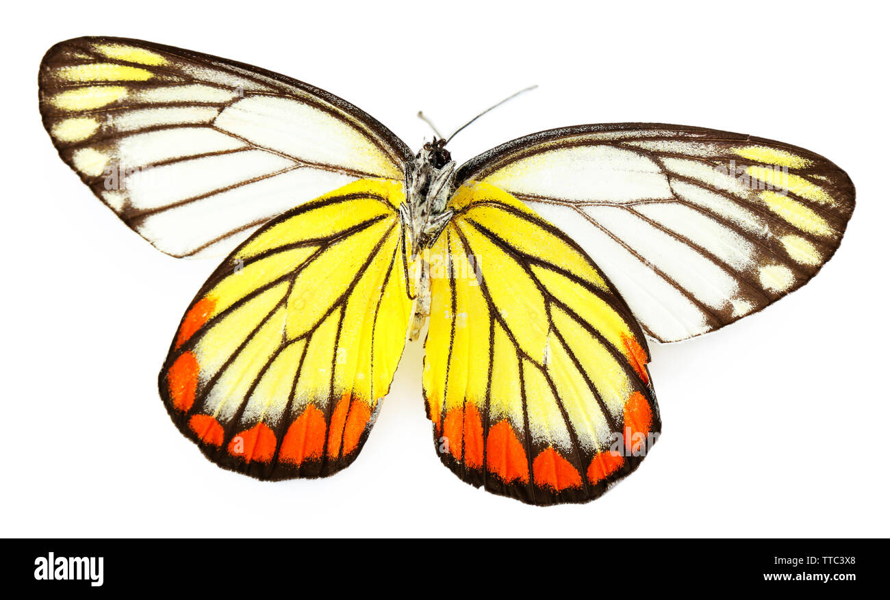 Colorful butterfly isolated on white Stock Photo - Alamy