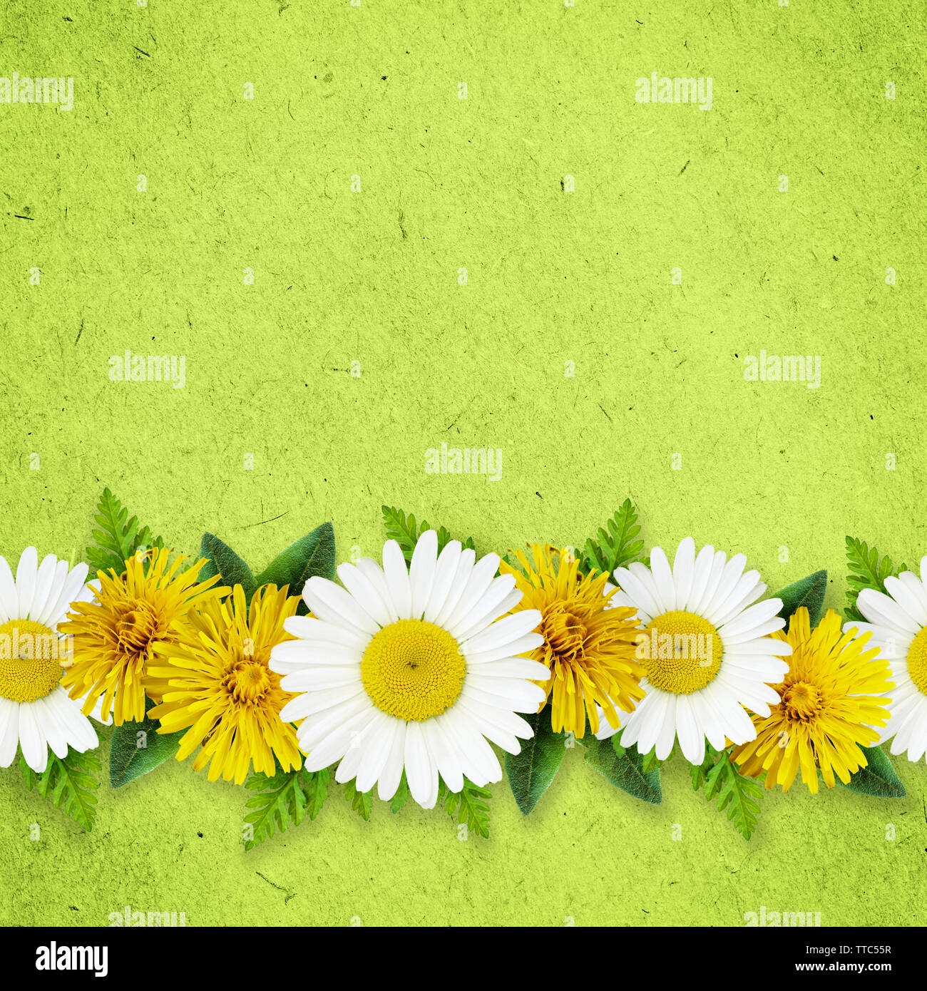Daisy and dandelion flowers line on green craft paper background