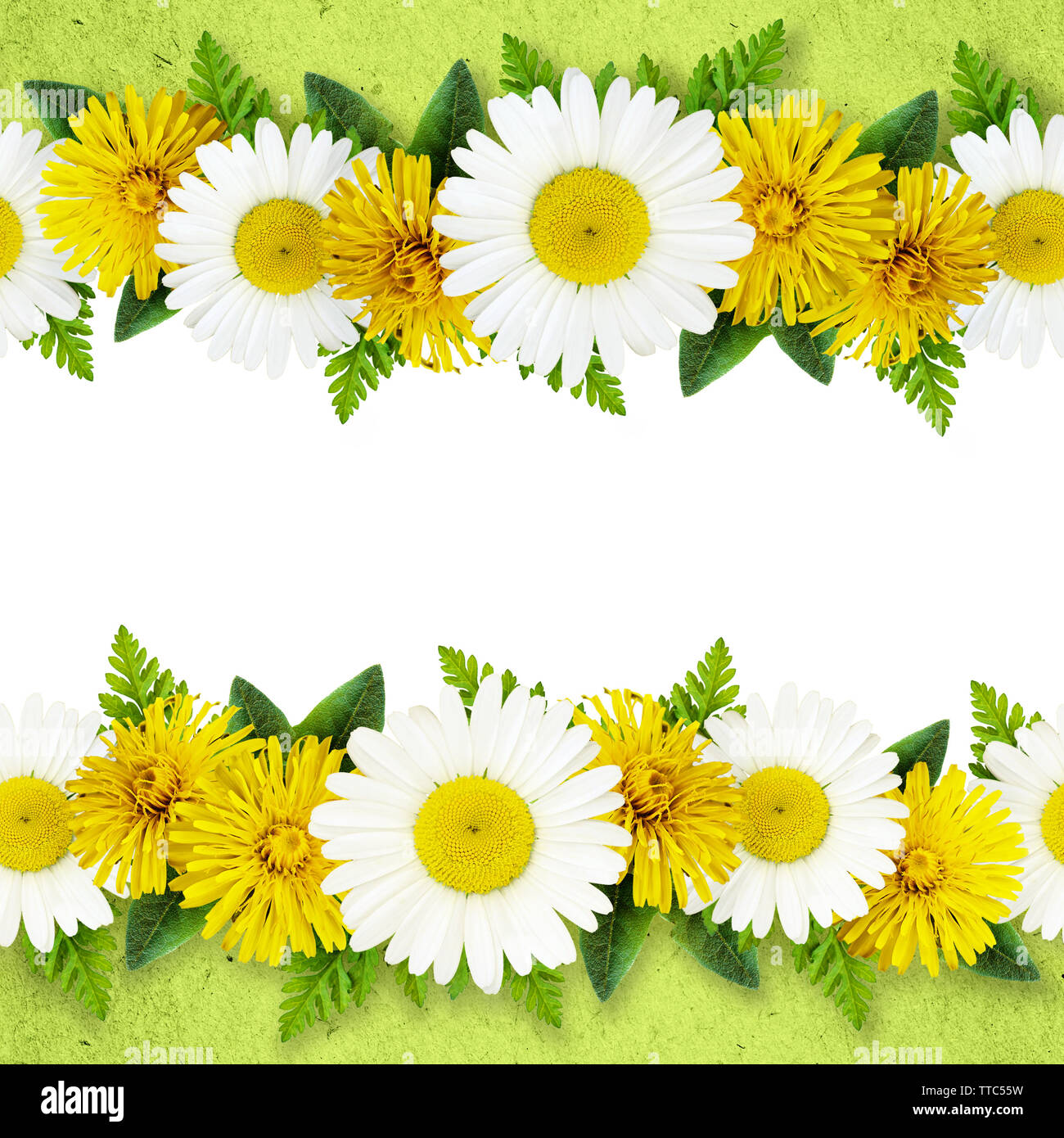 Daisy and dandelion flowers lines on green and white background Stock ...