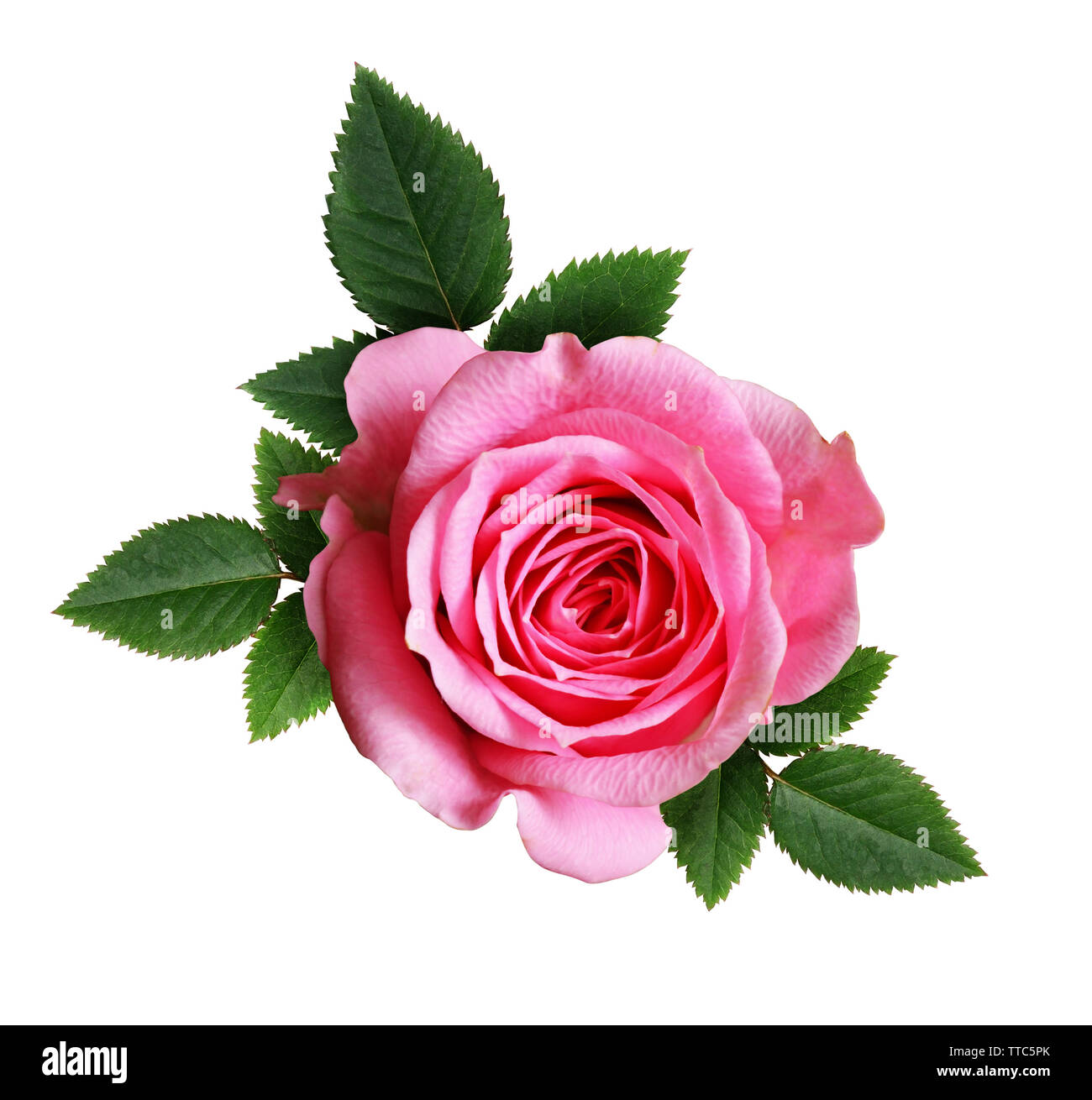 Pink rose flower isolated on white Stock Photo - Alamy