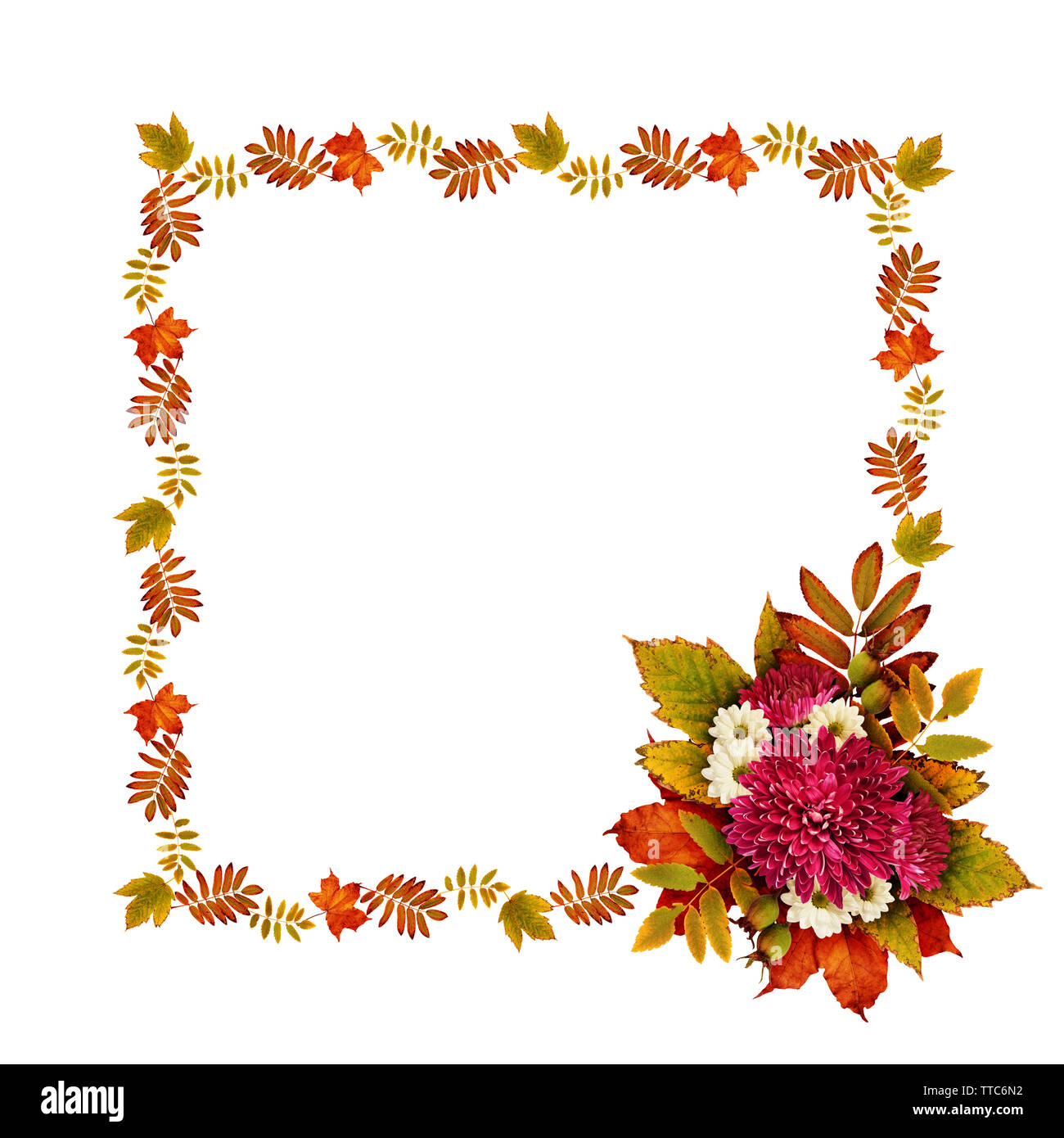 Autumn frame with dry leaves and aster flowers bouquet isolated on ...
