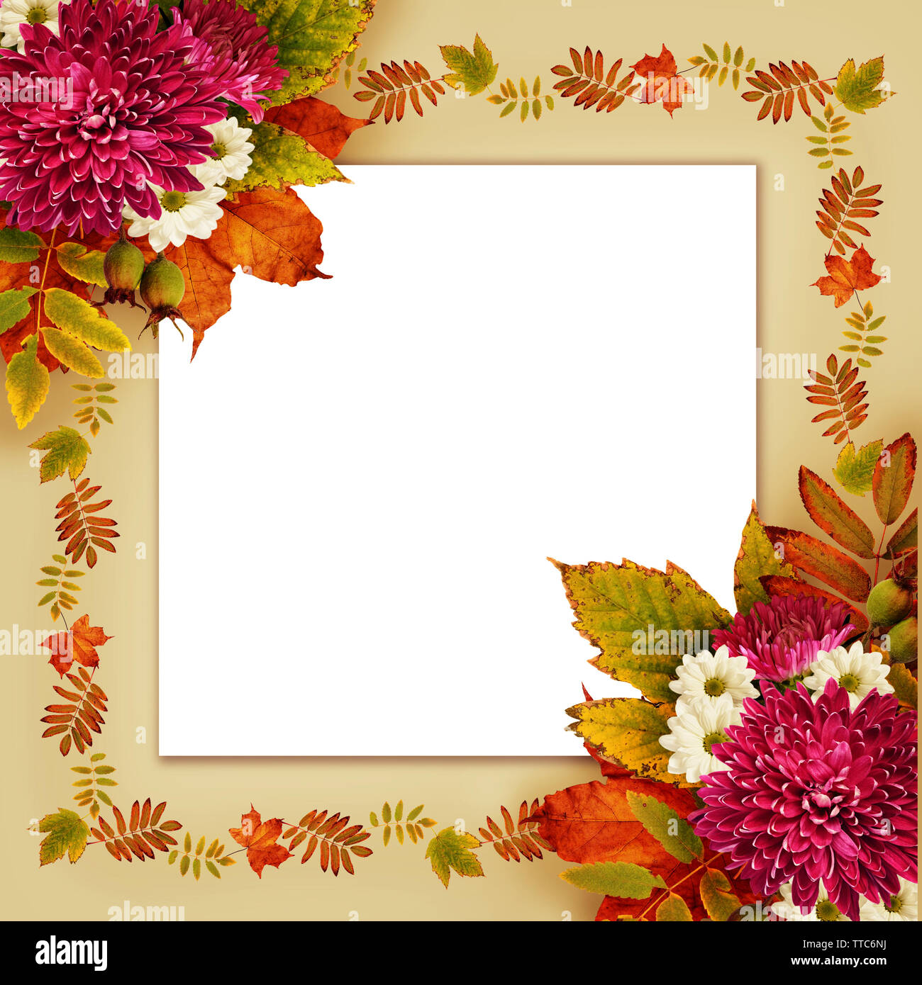 Autumn frame with dry leaves and aster flowers bouquets on beige ...