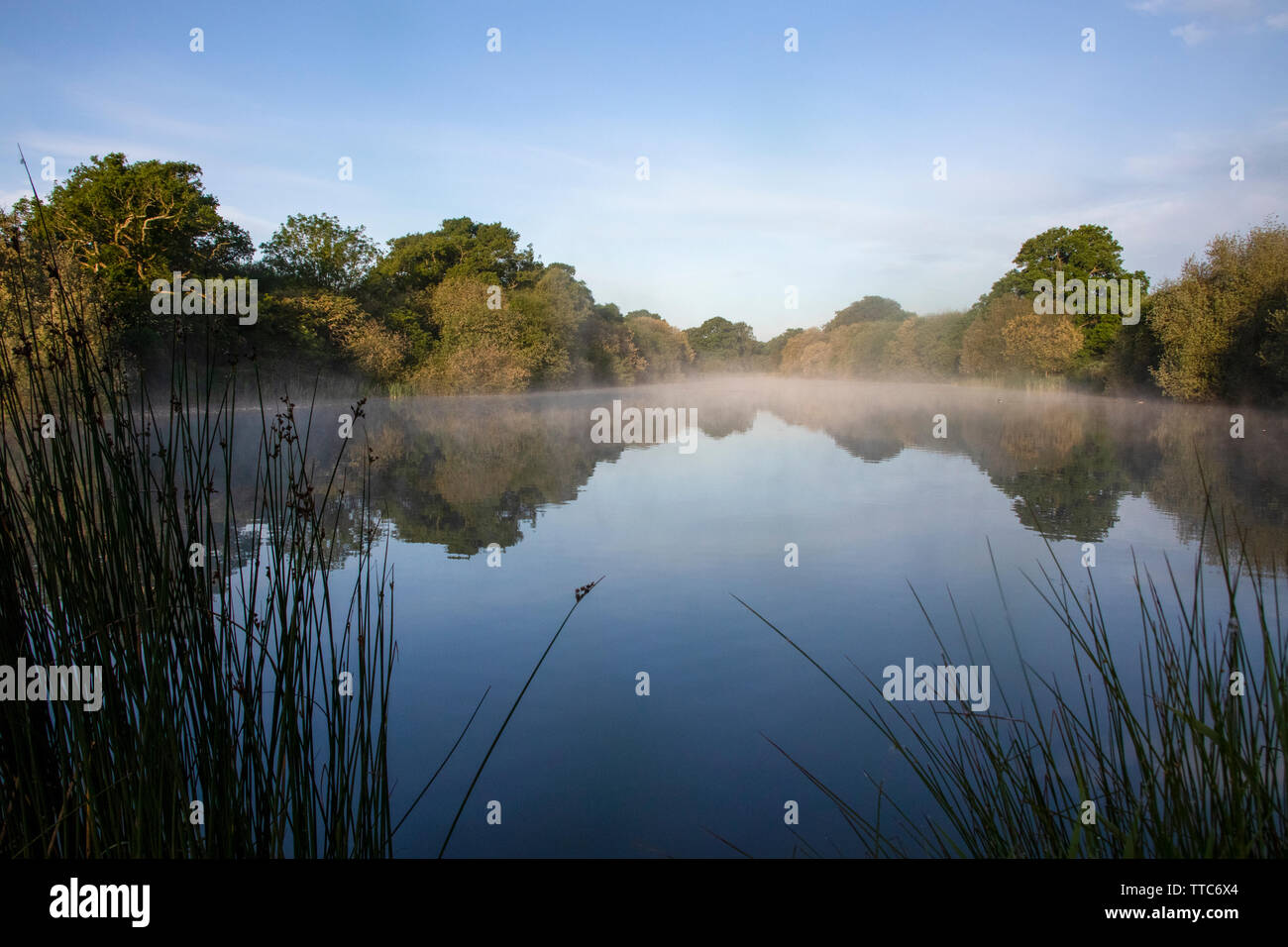 Hammer Pond at Knepp Wildland Stock Photo Alamy