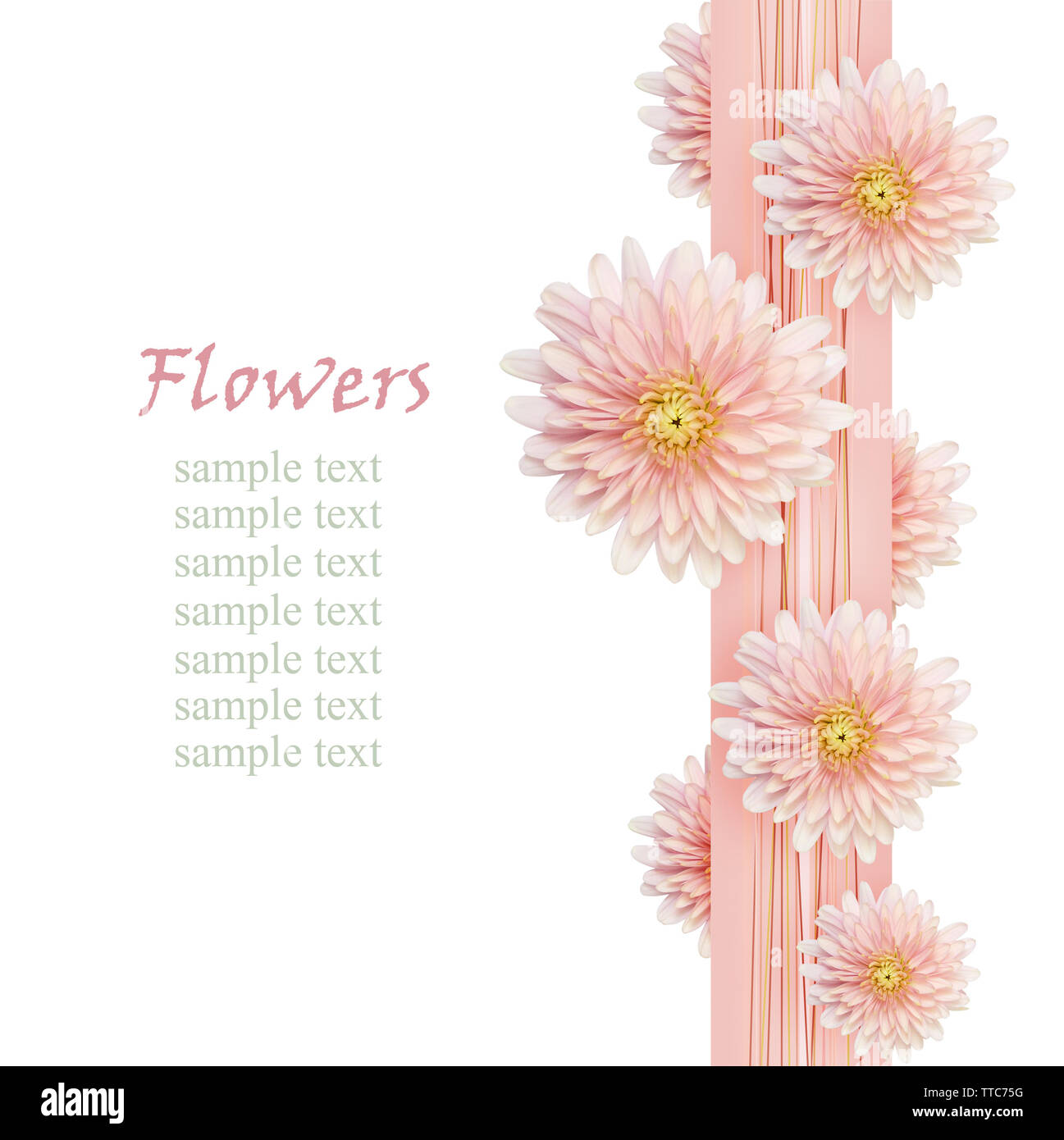 Aster flowers on pink ribbon isolated on white Stock Photo
