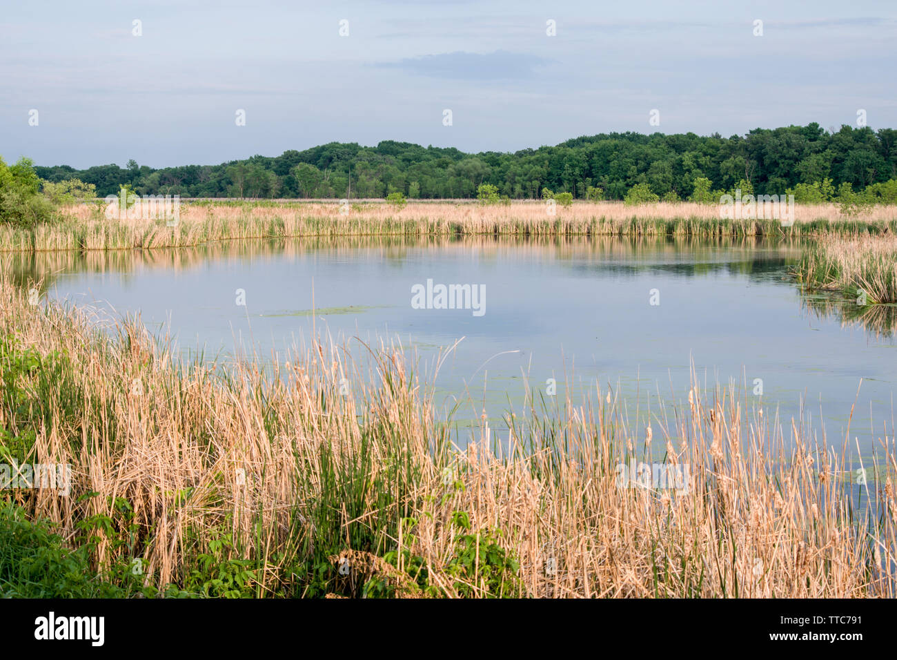Rice Marsh Lake, Minnesota Stock Photo Alamy