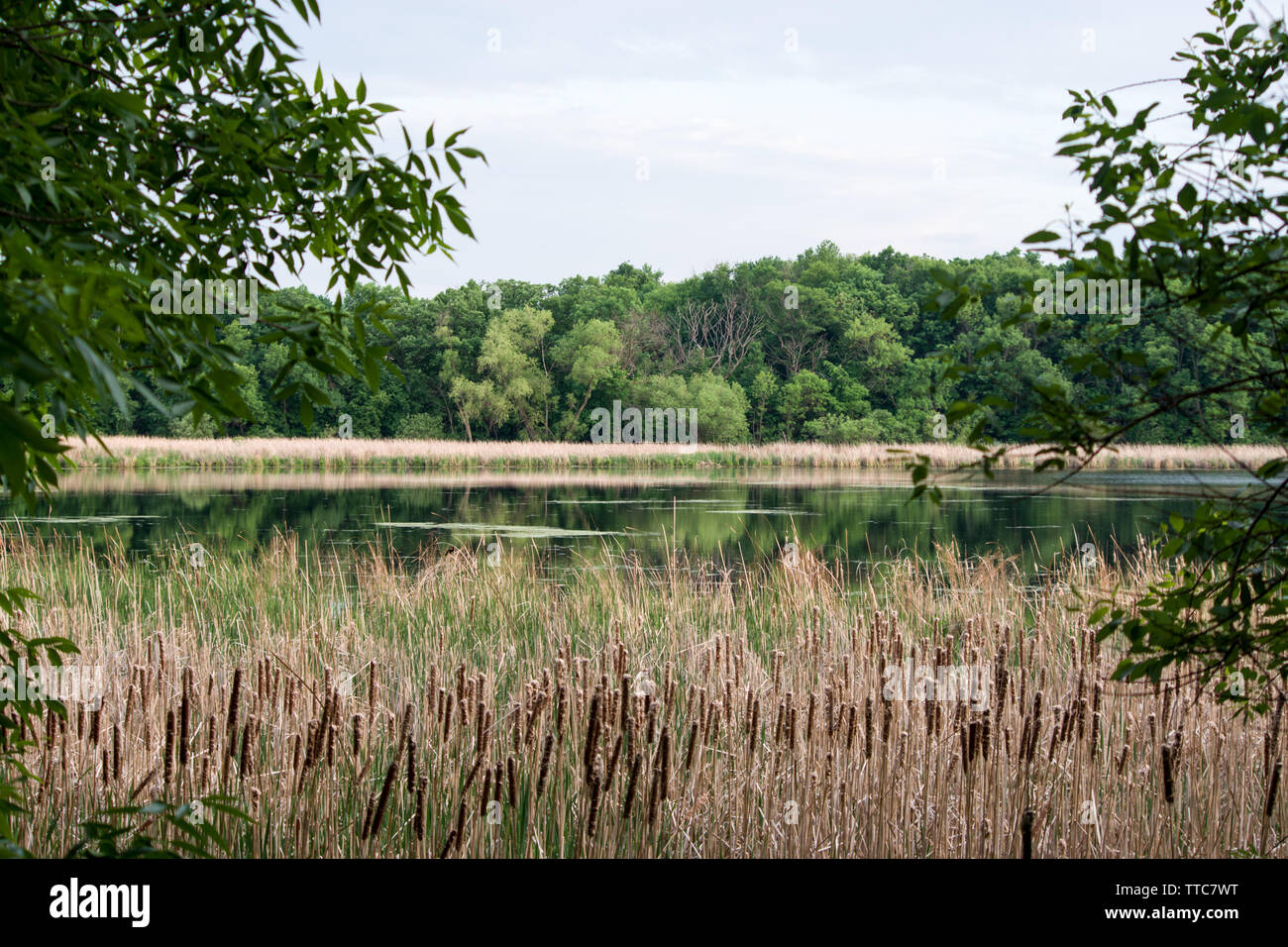 Rice Marsh Lake, Minnesota Stock Photo Alamy