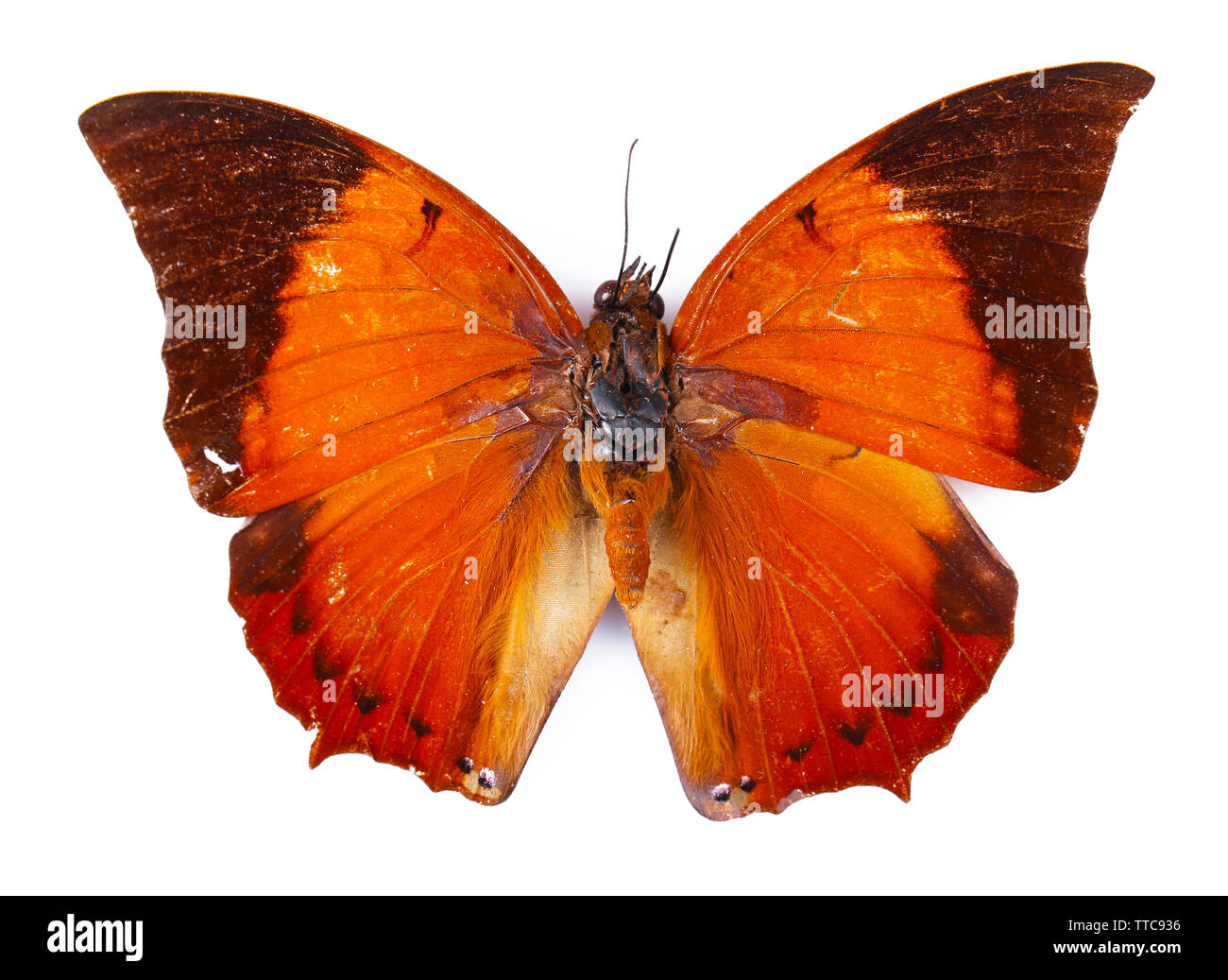 Colorful butterfly isolated on white Stock Photo - Alamy