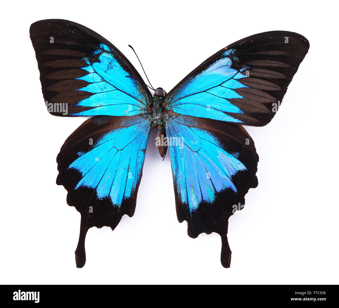 Colorful butterfly isolated on white Stock Photo - Alamy