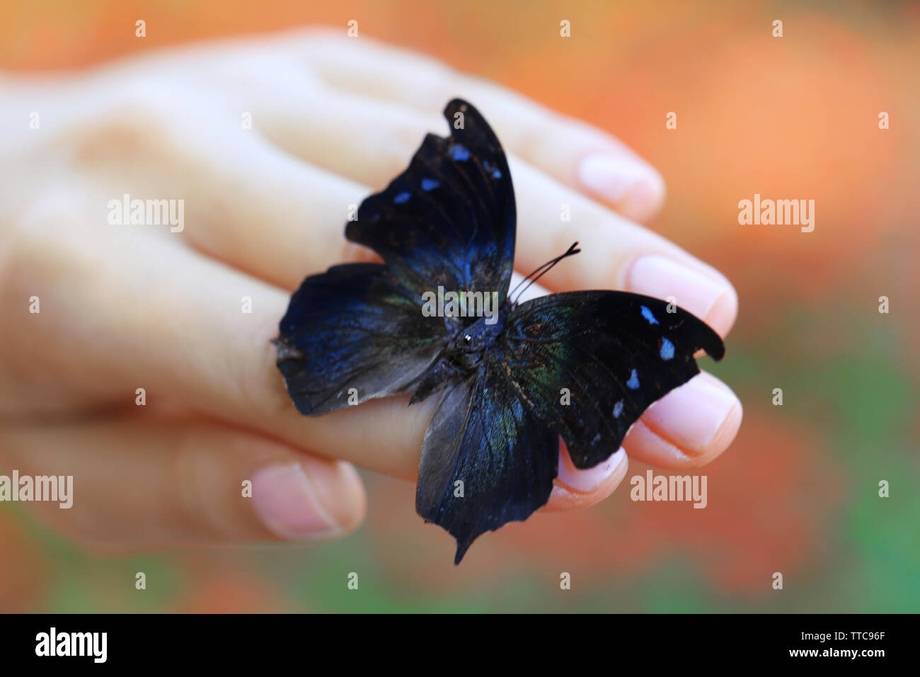 Colorful butterfly in female hand, close-up Stock Photo - Alamy