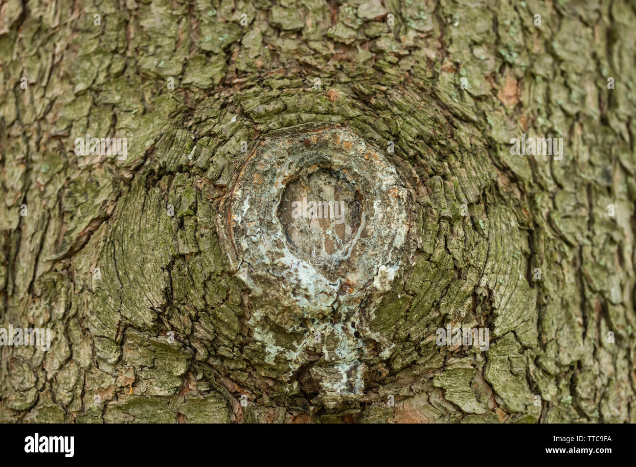 Detail of a branch cut off on a tree trunk Stock Photo