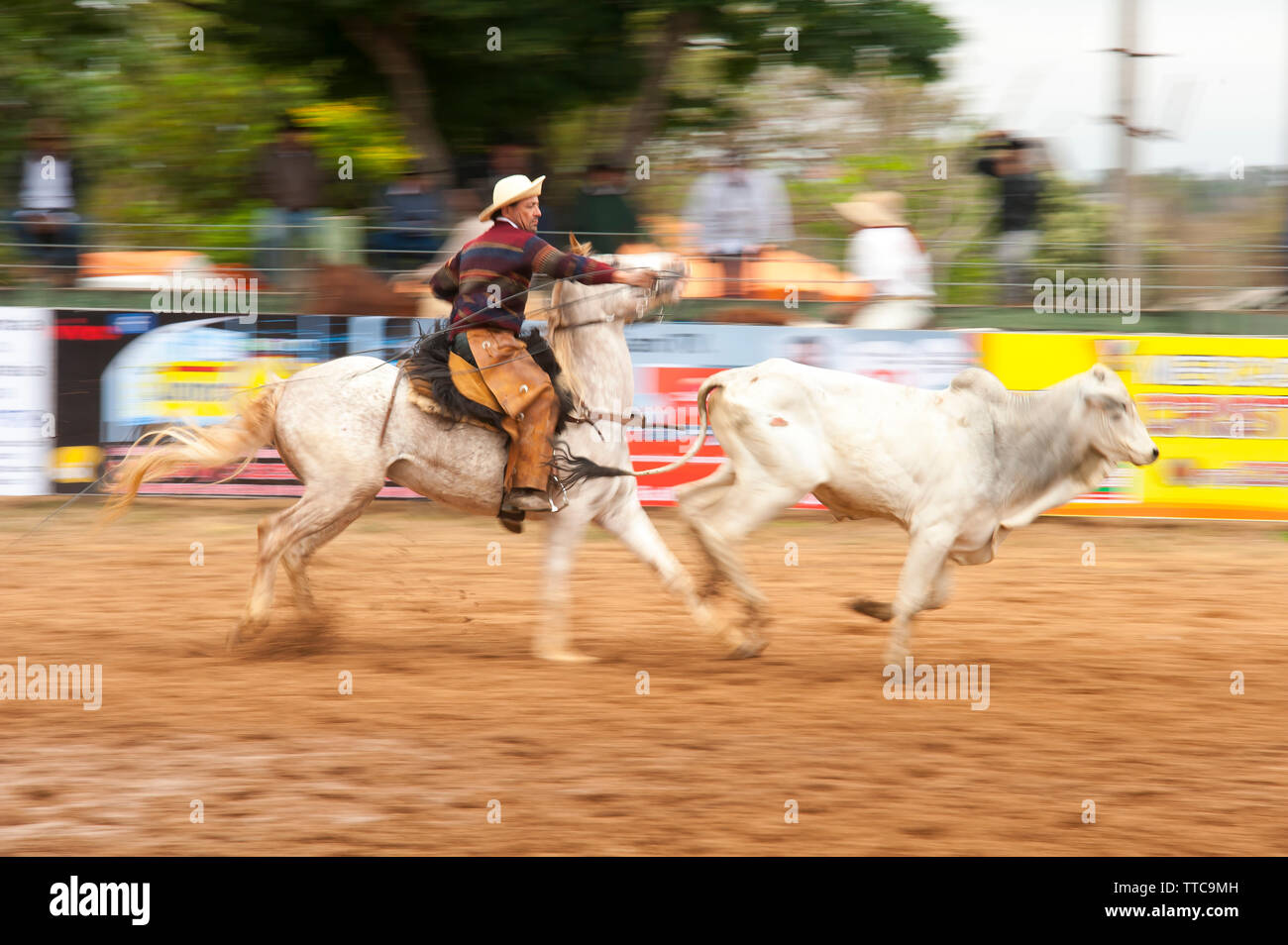 Rodeo is a popular pastime in Mato Grosso do Sul, Bonito town, Brazil ...