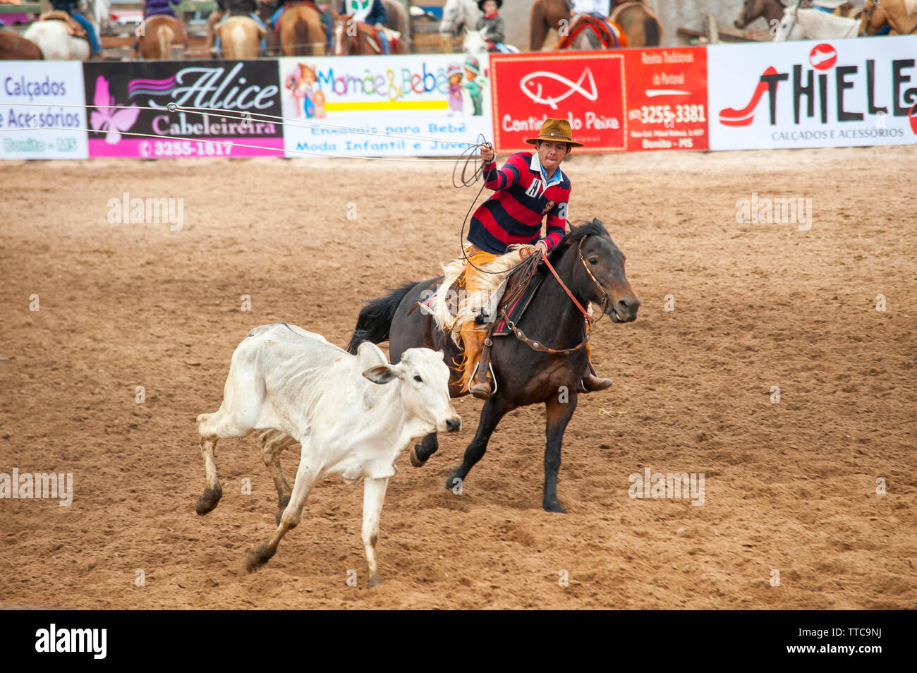Rodeo is a popular pastime in Mato Grosso do Sul, Bonito town, Brazil ...