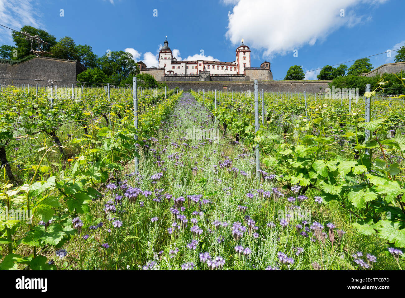 View through grapevines and flowering wildflowers up to the fortress Marienberg above the town of Würzbuerg am Main, Bavaria, Germany Stock Photo