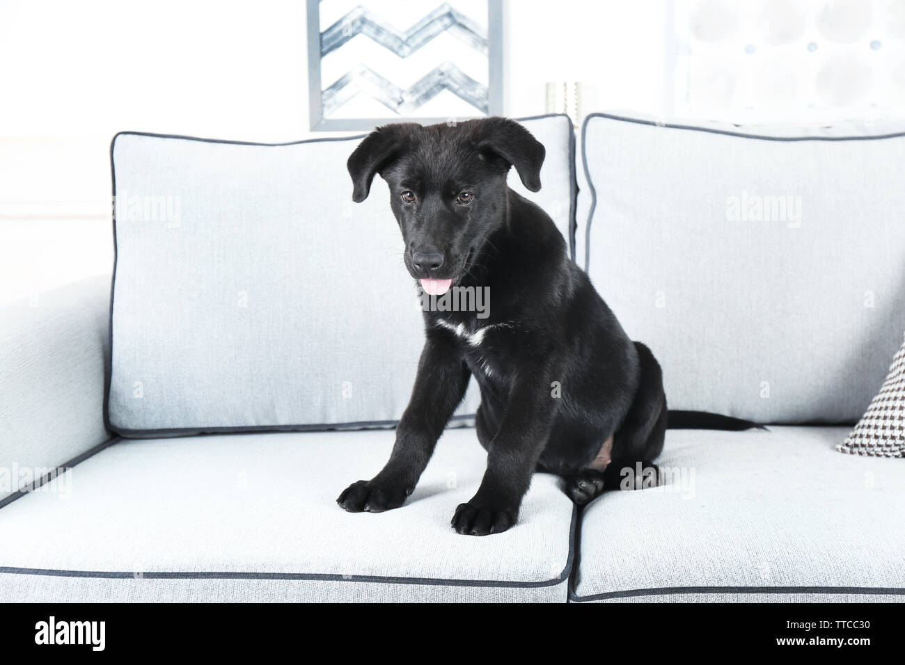 Cute black retriever sitting on white sofa in the room Stock Photo - Alamy