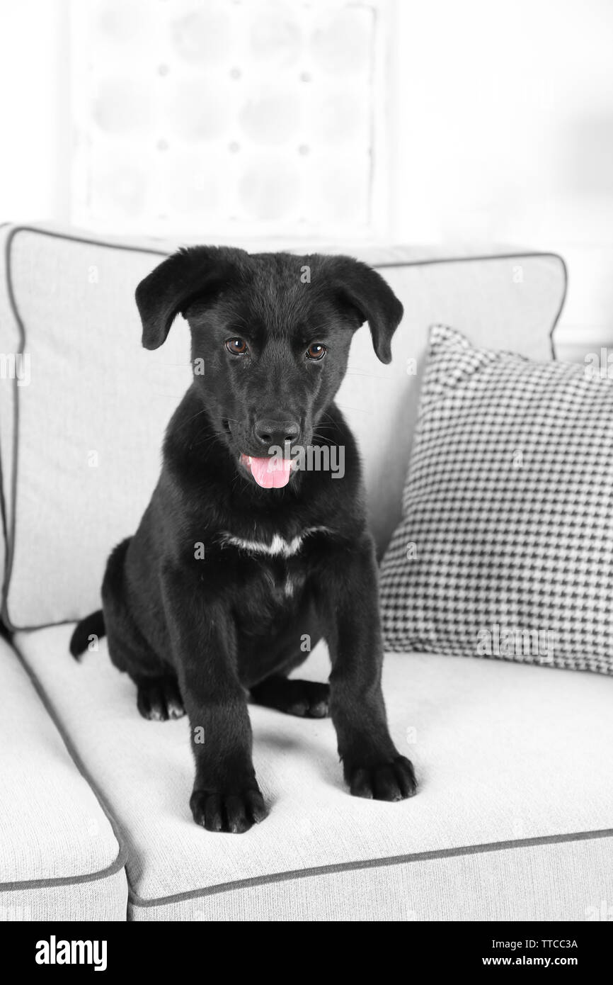 Cute black retriever sitting on white sofa in the room Stock Photo - Alamy