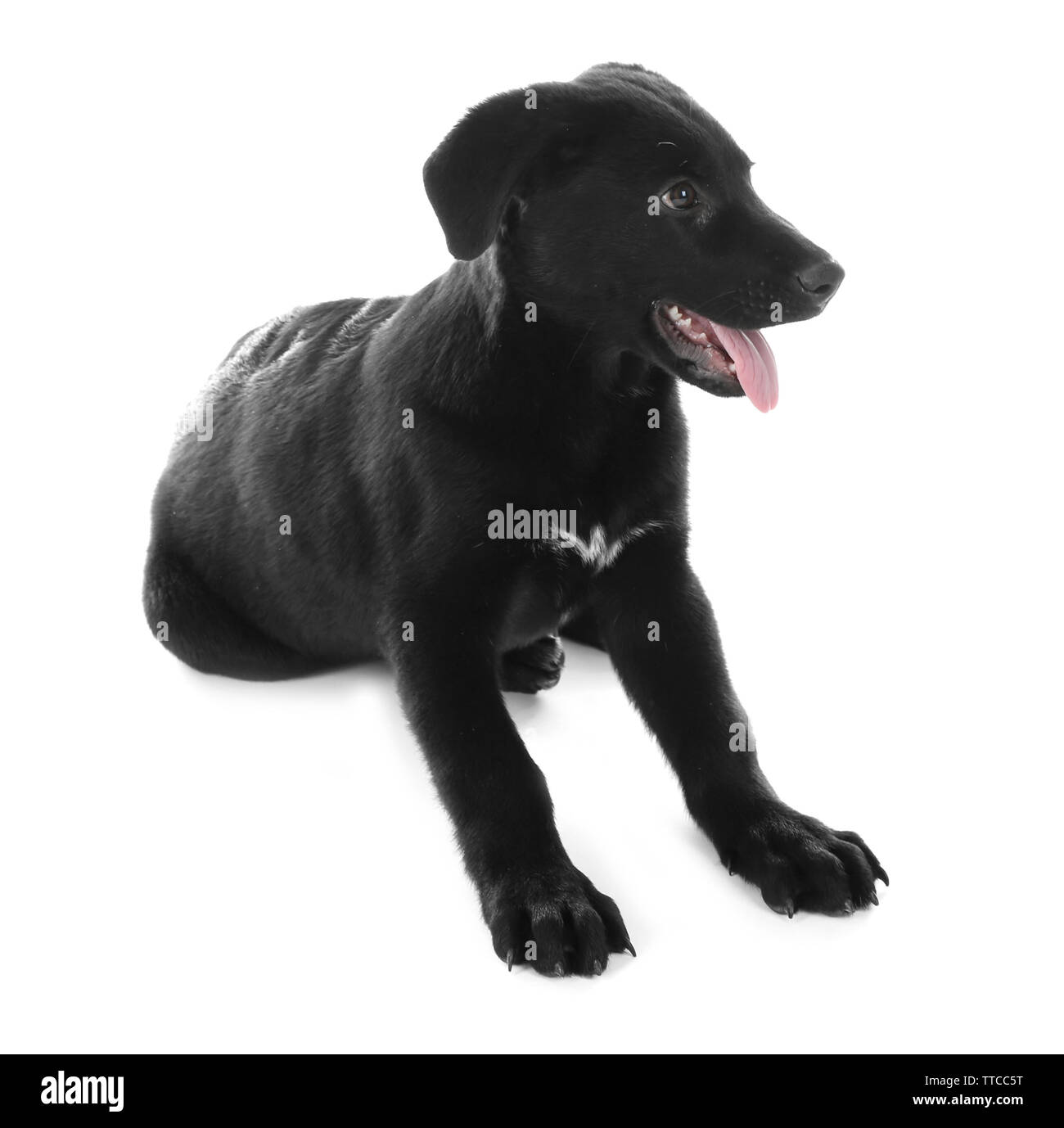 Young black Labrador lying on white background Stock Photo - Alamy