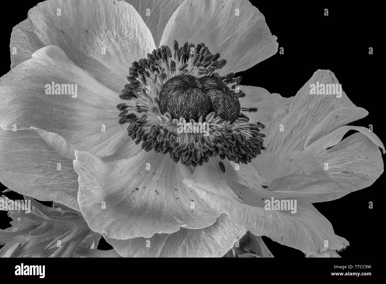 isolated single open monochrome anemone blossom macro,black background ...