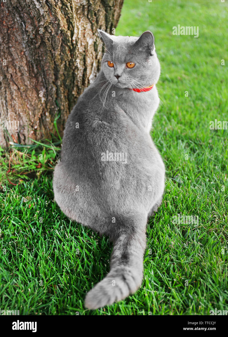 Cute cat sitting on green grass Stock Photo - Alamy