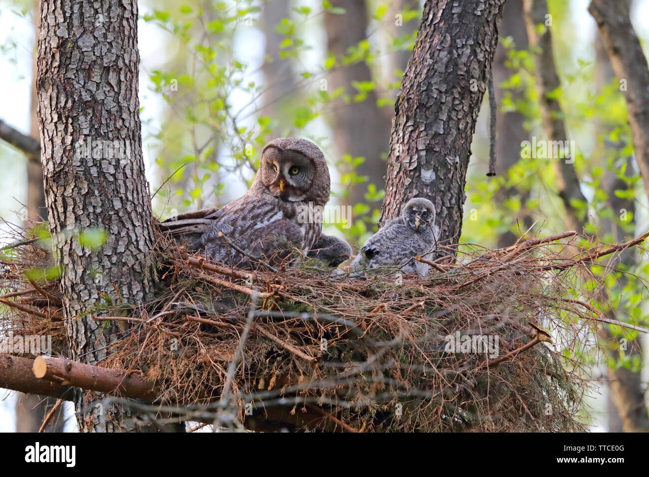 An adult female Great Grey Owl or Great Gray Owl (Strix nebulosa) at the nest with owlets in the Bialowieza forest of Belarus Stock Photo