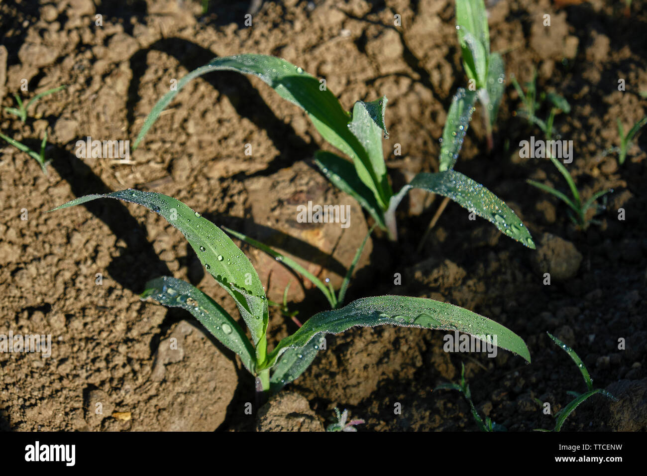 Young corn shoots covered with raindrops in brown soil Stock Photo