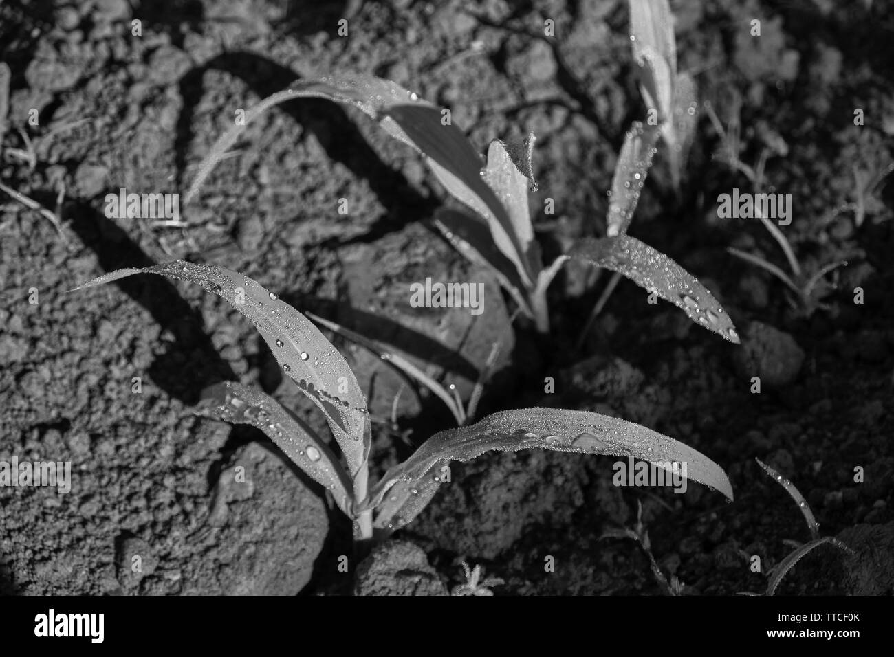 Seedling maize plant in soil Black and White Stock Photos & Images - Alamy