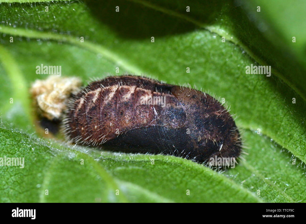 White-Letter Hairstreak Pupa (chrysalis) attached to an Elm tree leaf Stock Photo