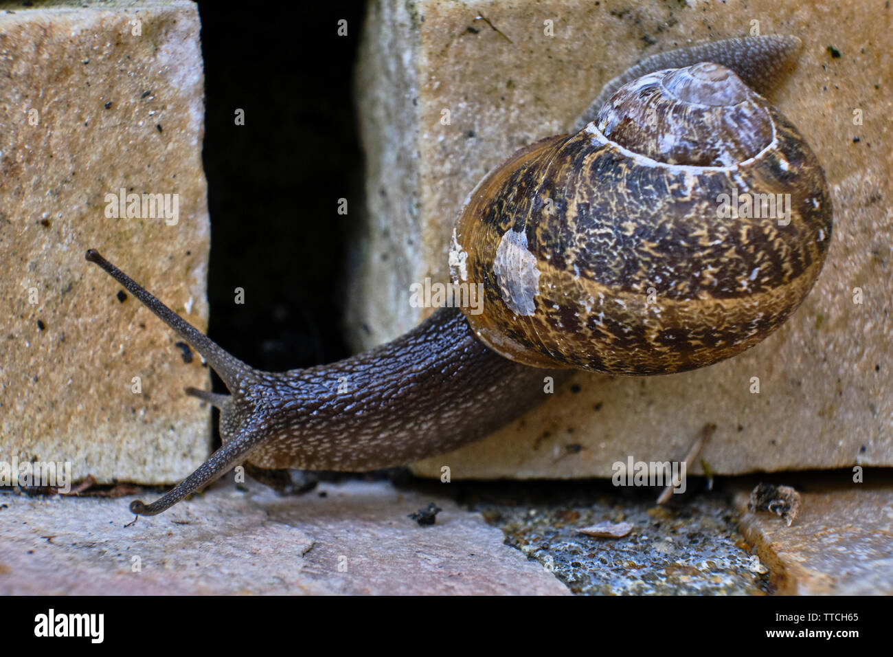 Close up photo of a common garden snail crawling on a stone brick Stock Photo