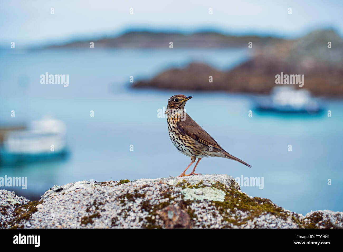 Thrush on a rock on St Agnes on the Isles of Scilly off the westernmost tip of Cornwall in the West of England Stock Photo