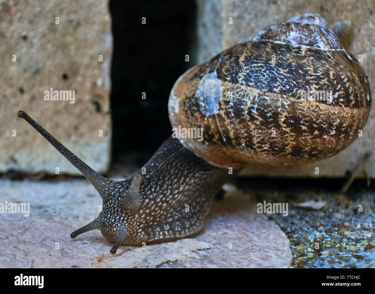 Close up photo of a common garden snail crawling on a stone brick Stock Photo
