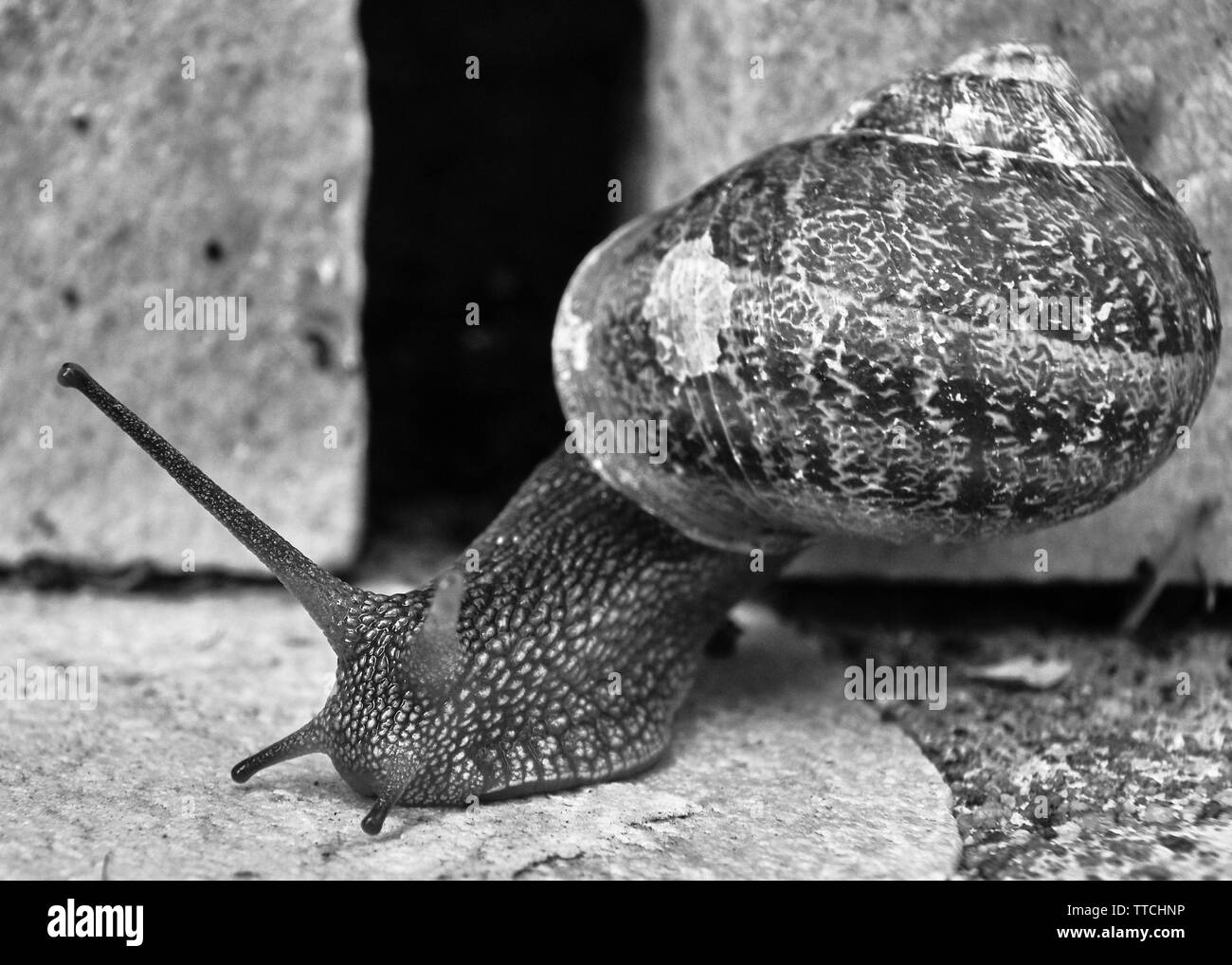 Close up photo of a common garden snail crawling on a stone brick Stock Photo