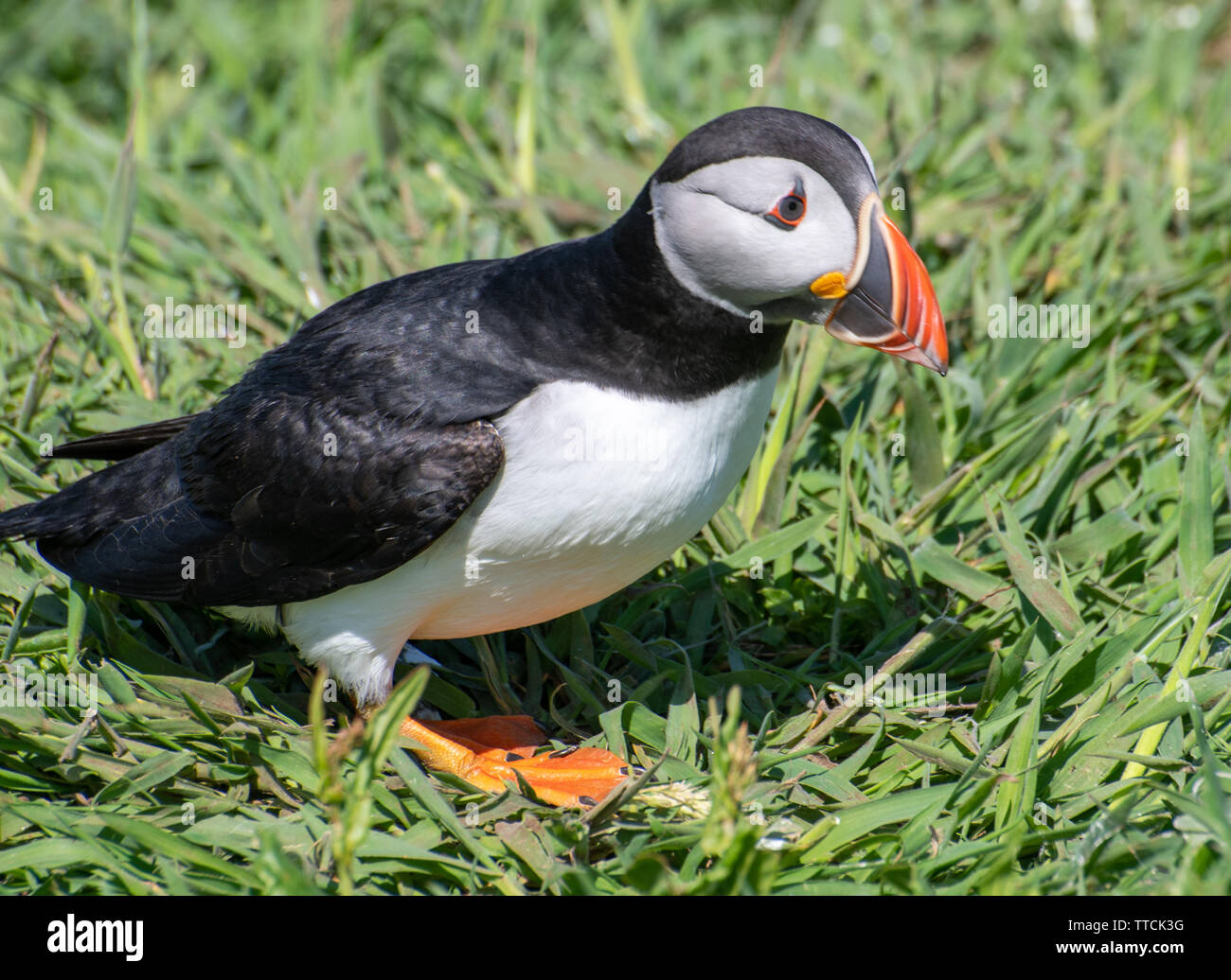 Puffin by cliff with grass behind Stock Photo Biology Diagrams