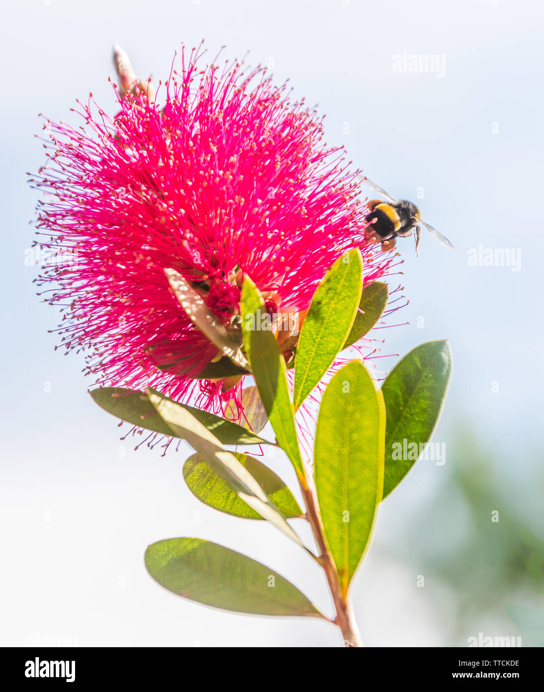 Bottle brush plant hires stock photography and images Alamy