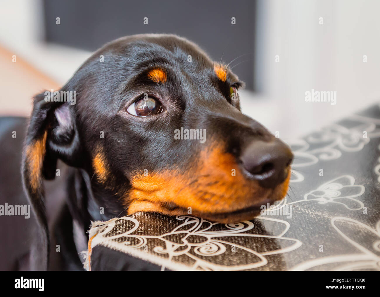 Black and tan puppy miniature dachshund portrait resting his head on a table with puppy dog sad eyes. Stock Photo