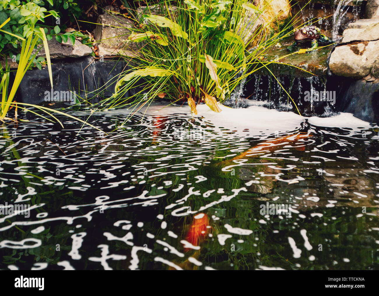 Problem pond foam forming at the base of a water fall in a koi fish
