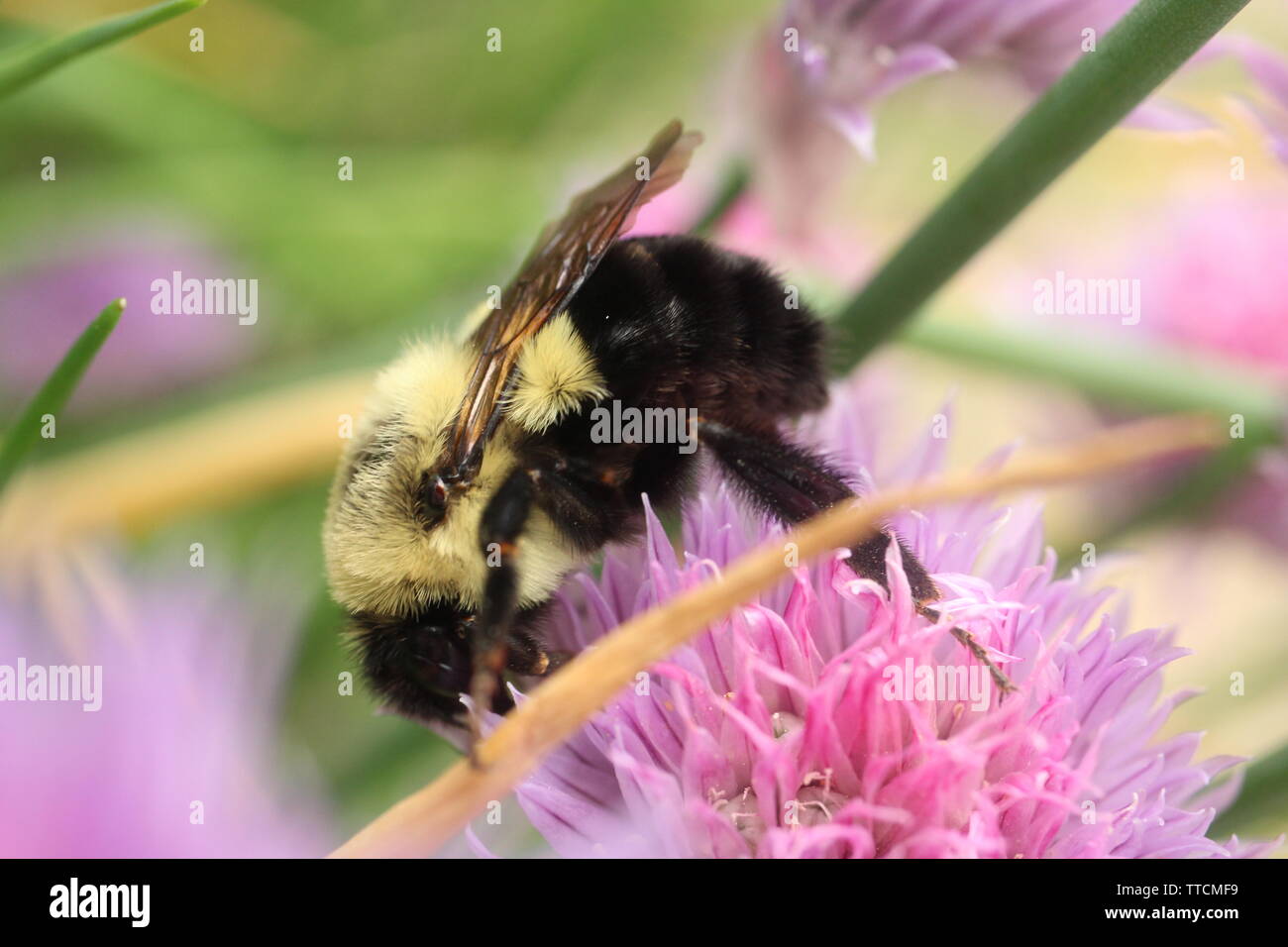 Macro photograph of a Common Eastern Bumble Bee foraging on the flowers of a chive plant. Stock Photo